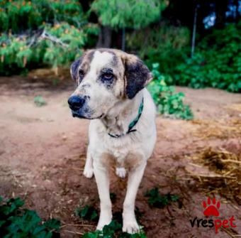 Ράτσα: Άγνωστο - Ημίαιμο | Ηλικία: 5+ | Φύλο: Αρσενικό | Αρ. Microchip: - | Ημίαιμο | Περιοχή: Νέα Σμύρνη, Αττική